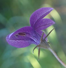 Monopsis simplex