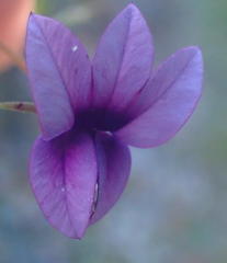 Monopsis simplex
