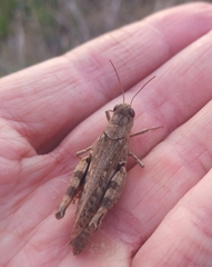 Calliptamus barbarus barbarus