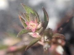 Polygonum polygaloides kelloggii