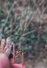 Calliptamus barbarus barbarus