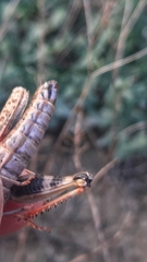 Calliptamus barbarus barbarus