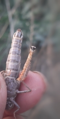 Calliptamus barbarus barbarus