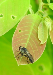 Ommatiinae