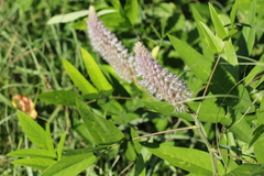 Uraria crinita
