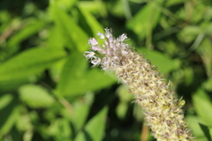 Uraria crinita