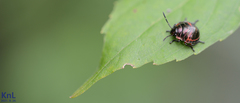 Poecilocoris lewisi