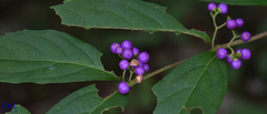 Callicarpa dichotoma