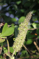 Uraria crinita