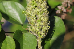Uraria crinita