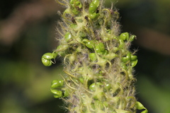 Uraria crinita
