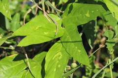 Uraria crinita