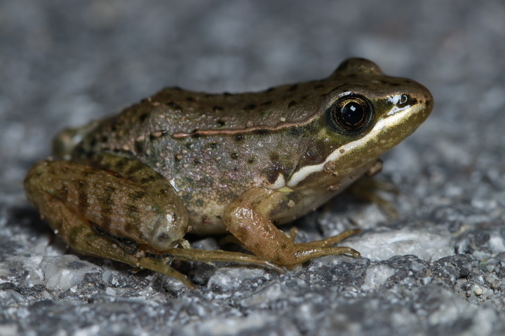 Yunkwei Plateau Frog