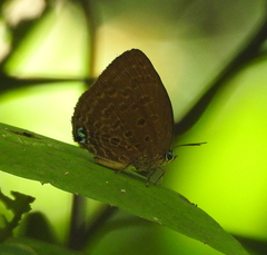 Arhopala major