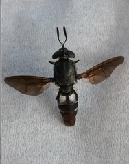 Hermetia illucens