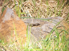 Lissolepis coventryi