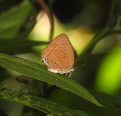 Arhopala major