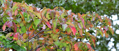 Neoshirakia japonica