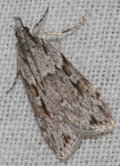 Scoparia ochrophara