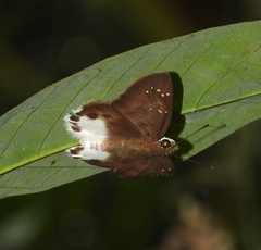 Tagiades ultra
