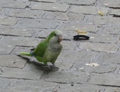 Myiopsitta monachus