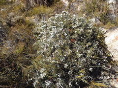 Protea amplexicaulis