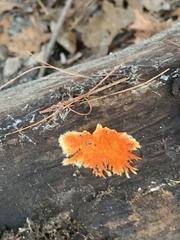 Hydnophlebia