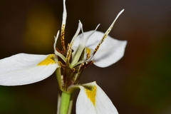 Moraea lilacina
