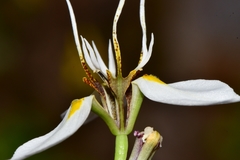 Moraea lilacina