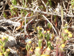 Amblyopappus pusillus