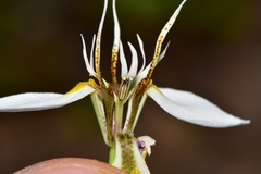 Moraea lilacina