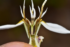 Moraea lilacina
