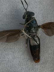 Hermetia illucens