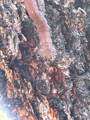 Prasinocyma semicrocea