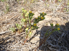 Amblyopappus pusillus