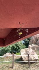 Trichonephila clavata