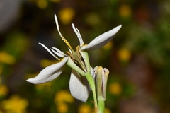 Moraea lilacina