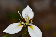 Moraea lilacina