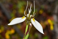 Moraea lilacina