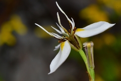 Moraea lilacina