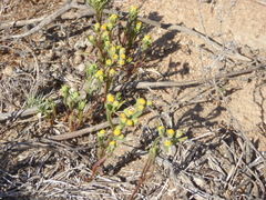 Amblyopappus pusillus