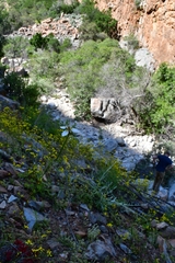 Moraea lilacina