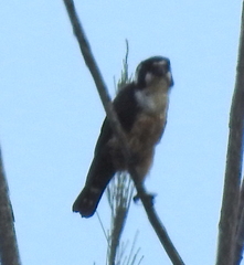 Microhierax fringillarius