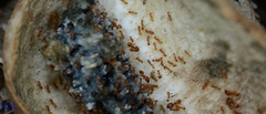 Pheidole fervida
