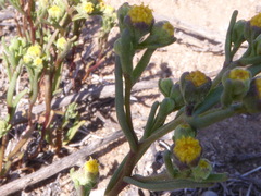 Amblyopappus pusillus