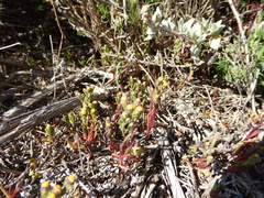 Amblyopappus pusillus