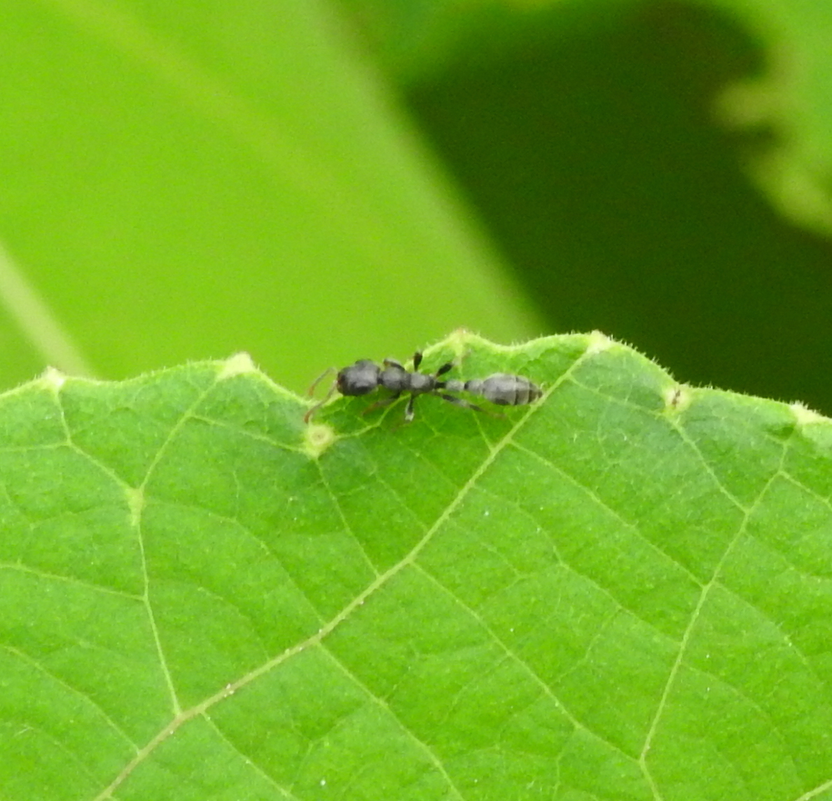Tetraponera difficilis