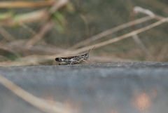 Aiolopus thalassinus tamulus