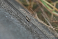 Aiolopus thalassinus tamulus