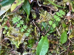 Chaerophyllum ramosum